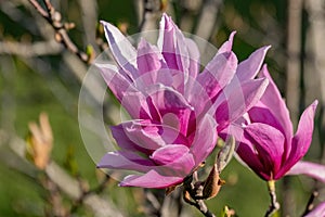 Magnolia liliiflora Nigra pink flower in the garden design photo