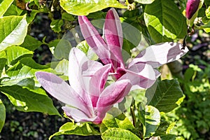 Magnolia Liliiflora `Nigra` photo