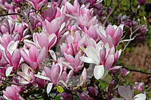 Magnolia liliiflora pink spring flowers