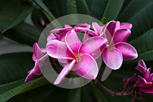 Magnolia liliiflora red flowers on green leaf background photo