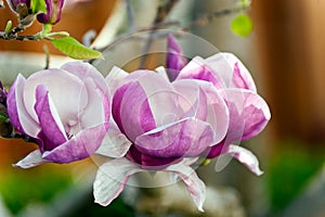 Magnolia lilliflora blossoms