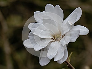 Magnolia loebneri Encore
