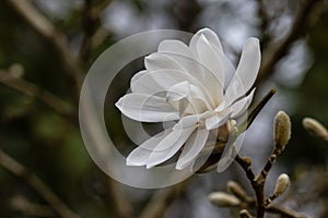 Magnolia loebneri Encore