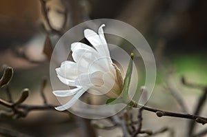 Magnolia loebneri Merrill, blossoming tree - close up