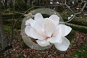 Magnolia x Loebneri merrill white flower Magnolia kobus x stellata.