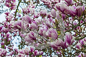 magnolia with lots of pink flowers