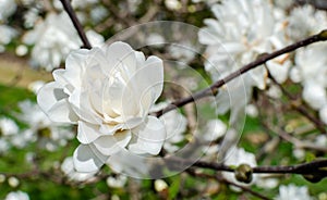 Magnolia Mag`s Pirouette blooming white in botany in Poland. Tetsuo Magaki, Japan