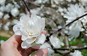 Magnolia Mag`s Pirouette blooming white in botany in Poland. Tetsuo Magaki, Japan