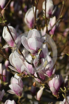 Magnolia photo