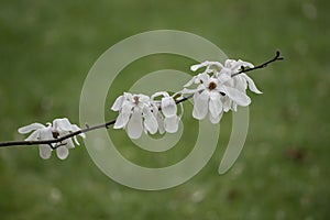 Magnolia (Magnolia liliflora) opening flower