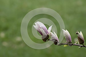 Magnolia (Magnolia liliflora) opening flower