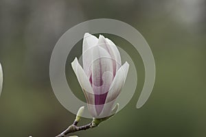 Magnolia (Magnolia liliflora) opening flower