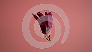 Magnolia. Magnolia virginiana. Stock video of an isolated magnolia flower rotating around a vertical axis. The flower levitates in