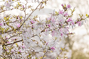 Magnolia Magnoliaceae flowering tree