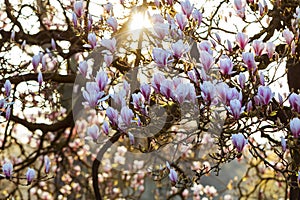 Magnolia Magnoliaceae flowering tree