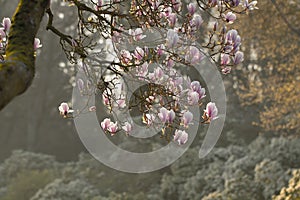 Magnolia Magnoliaceae flowering tree