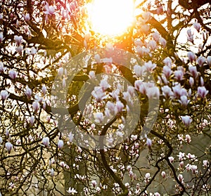 Magnolia Magnoliaceae flowering tree