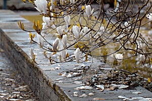 Magnolia Magnoliaceae flowering tree