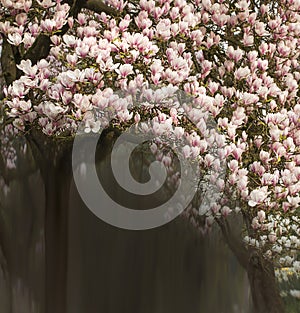 Magnolia Magnoliaceae flowering tree