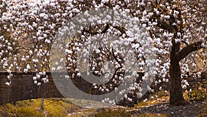 Magnolia Magnoliaceae flowering tree