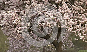 Magnolia Magnoliaceae flowering tree