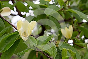 Magnolia Maxine Merrill Magnoliaceae Origine horticole.Garden photo
