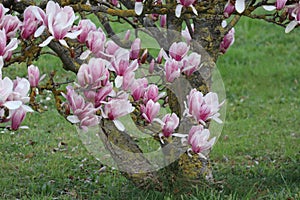 Magnolia on Meadow