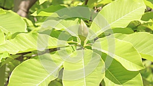 Magnolia obovata. Large bud of a magnolia flower, close up