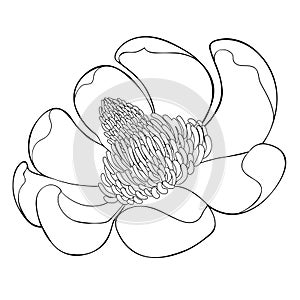 Magnolia obovate flower in bloom. vector illustration