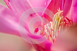 Magnolia open flowers. beautiful purple flower close up. Beautiful flowering, blooming tree - beautiful blossomed magnolia branch