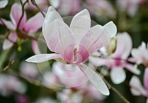 Magnolia Perfection