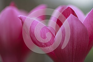 Magnolia Petal Background photo