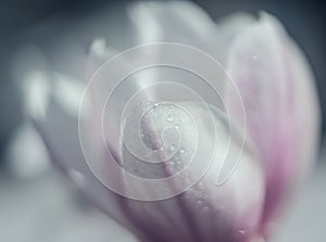 Fotografia macro di una magnolia bianca