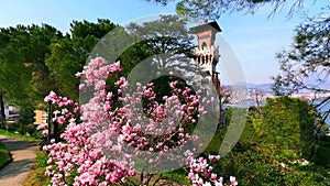 Magnolia, pines and Castello Cattaneo tower, Paradiso, Switzerland