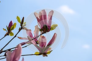 Magnolia pink flowers blooming on the tree. Spring blossom time. Blue sky, macro. Academic FominBotanical Garden in Kyiv.