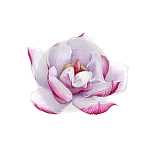 Magnolia pink tender flower watercolor painted illustration. Hand drawn lush spring blossom in the full bloom. Magnolia paint char