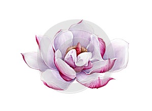 Magnolia pink tender flower watercolor painted illustration. Hand drawn lush spring blossom in the full bloom. Magnolia paint char