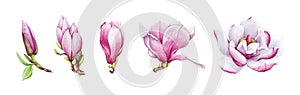 Magnolia pink tender flower watercolor painted illustration set. Hand drawn lush spring bud and blossom in the full bloom. Magnoli