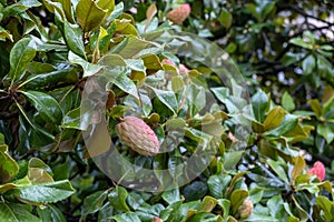 Magnolia plant with pink-red bouton after rain