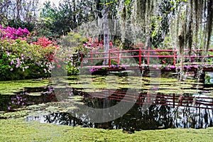 Magnolia Plantation and its Gardens near Charleston, South Carolina, USA