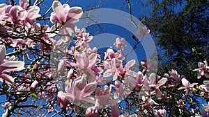 Magnolia