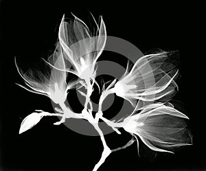 Magnolia x-ray photography design, remix from original artwork