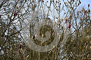 Magnolia, RHS Gardens, Wisley, Surrey, England, UK