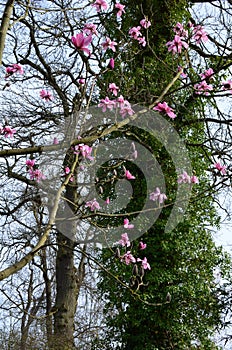 Magnolia, RHS Gardens, Wisley, Surrey, England, UK