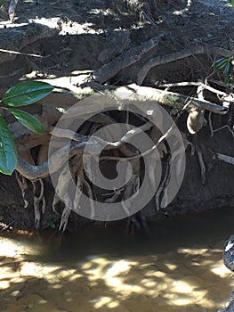 Magnolia Roots On The Creek