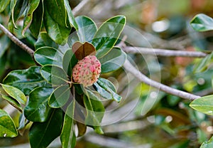 Magnolia Seed Pod