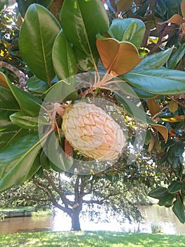 Magnolia Seedpod