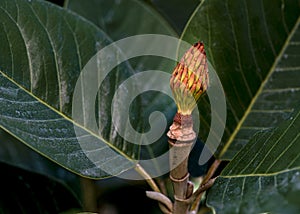 Magnolia seedpod, in nature, macro