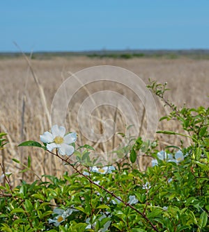 Magnolia Shrub in Savannah National Wildlife Refuge. Hardeeville, Jasper County, South Carolina USA