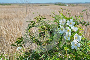 Magnolia Shrub in Savannah National Wildlife Refuge. Hardeeville, Jasper County, South Carolina USA